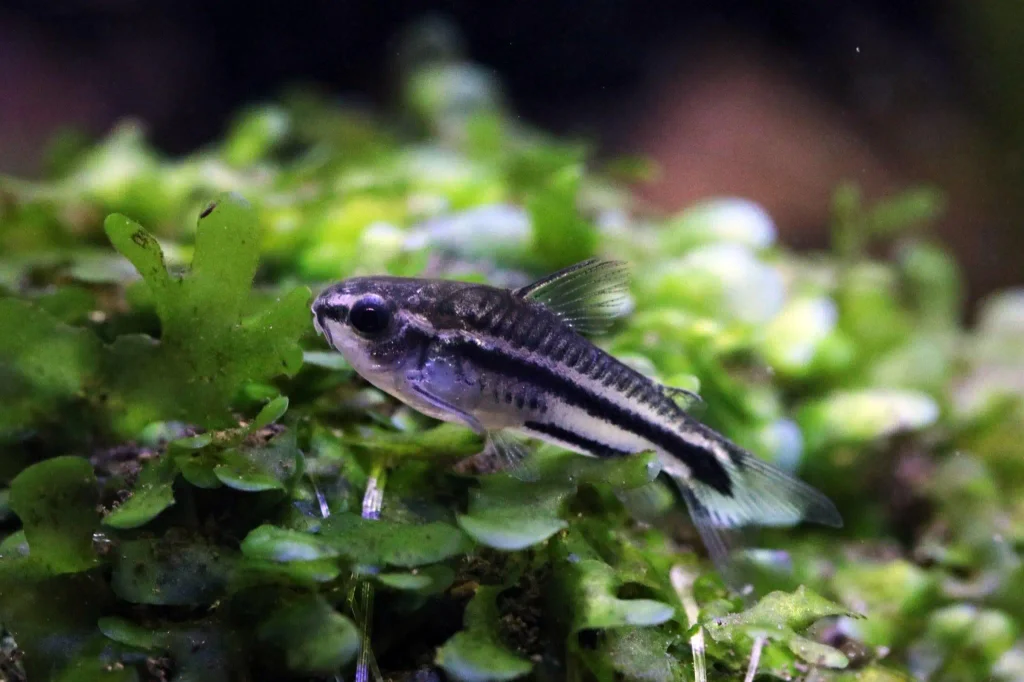 How to Breed Pygmy Corydoras