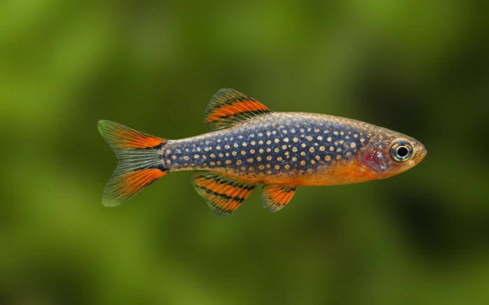 Celestial Pearl Danio Breeding