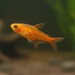 nano fish