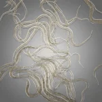 Microworm culture for fry