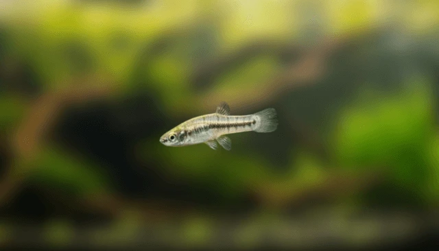 nano fish