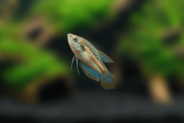 nano fish