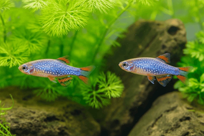 celestial pearl danio breeding