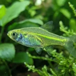 Kubotai Rasbora Breeding