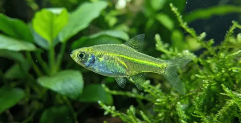 Kubotai Rasbora Breeding