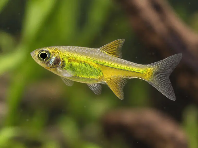 Kubotai Rasbora care