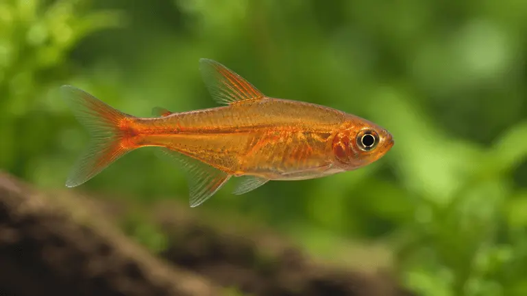 ember tetra eggs