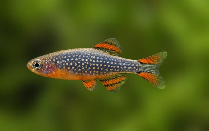 Celestial Pearl Danio Care