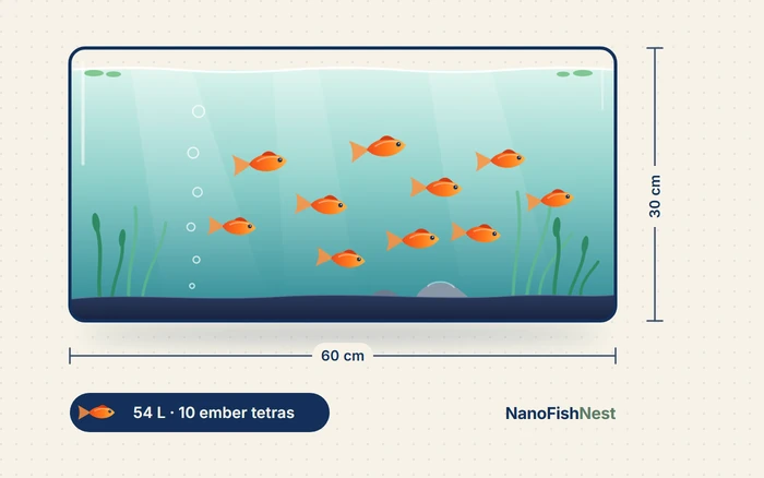 Illustration of a 60 by 30 cm aquarium holding ten ember tetras, the 54-litre example in the aquarium fish stock calculator