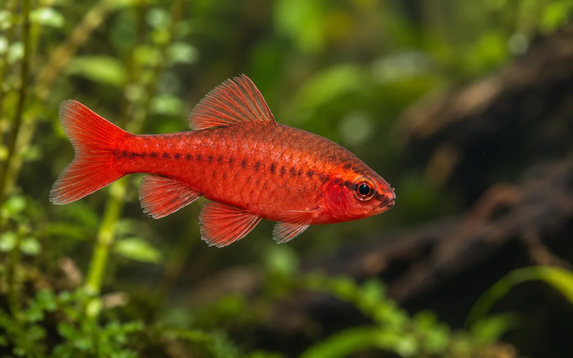 Male cherry barb in deep red color among aquarium plants