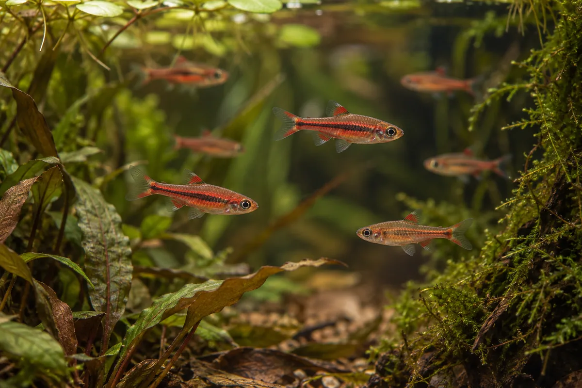 Chili rasboras with red bodies and dark side markings in a planted aquarium illustration