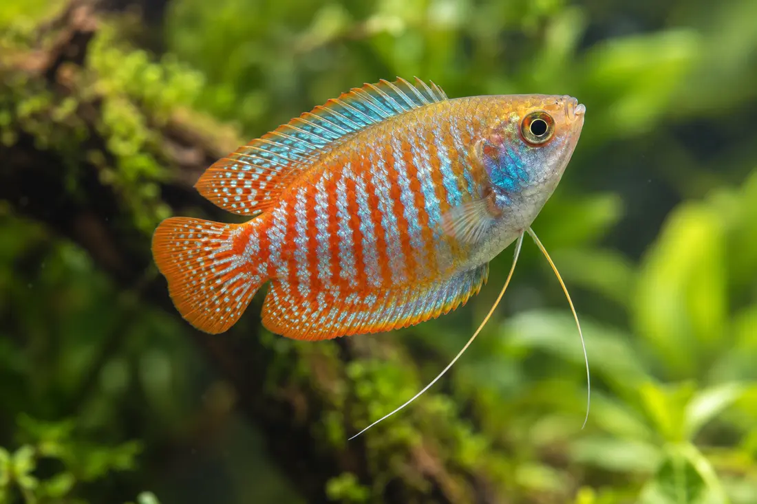Dwarf gourami with orange and blue stripes