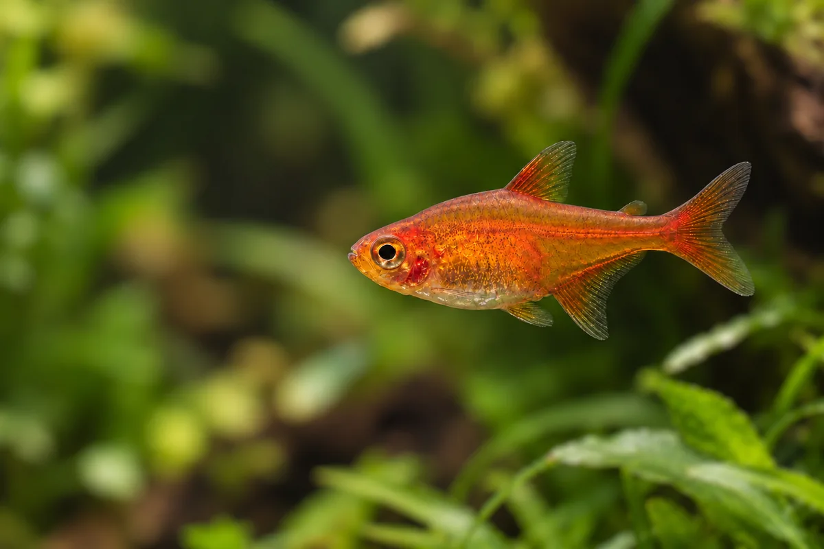 Ember Tetra Care