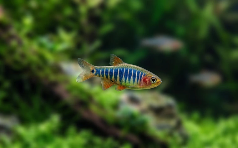 Emerald dwarf rasbora (Danio erythromicron) with blue vertical bars and a black tail spot