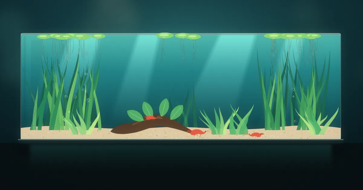 Shallow, wide planted nano aquarium with no filter, showing tall Sagittaria plants, floating frogbit, driftwood with anubias and red cherry shrimp on sand