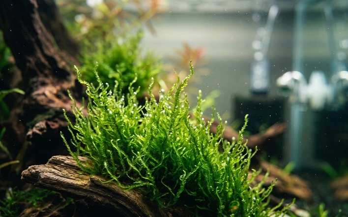 flame moss