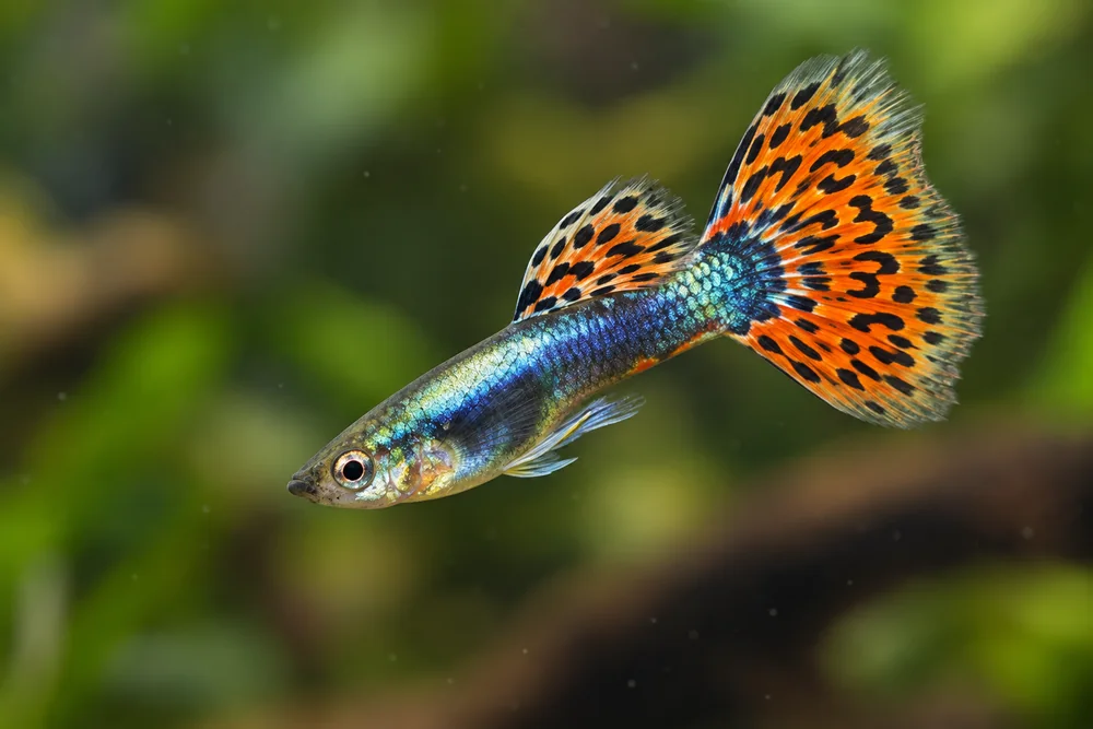 Male guppy with a large orange and blue tail