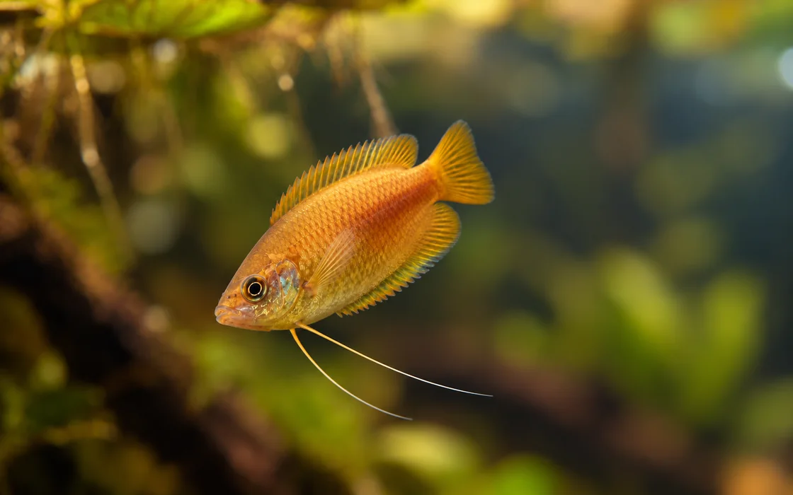 Honey gourami with a golden body and thread-like feelers