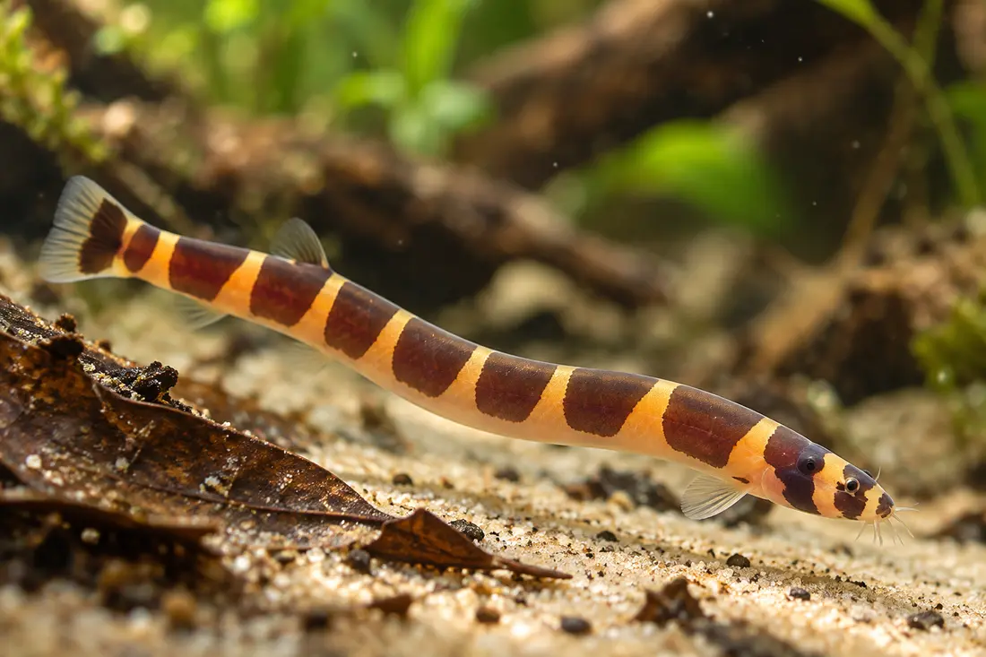 Kuhli loach with banded stripes in leaf litter