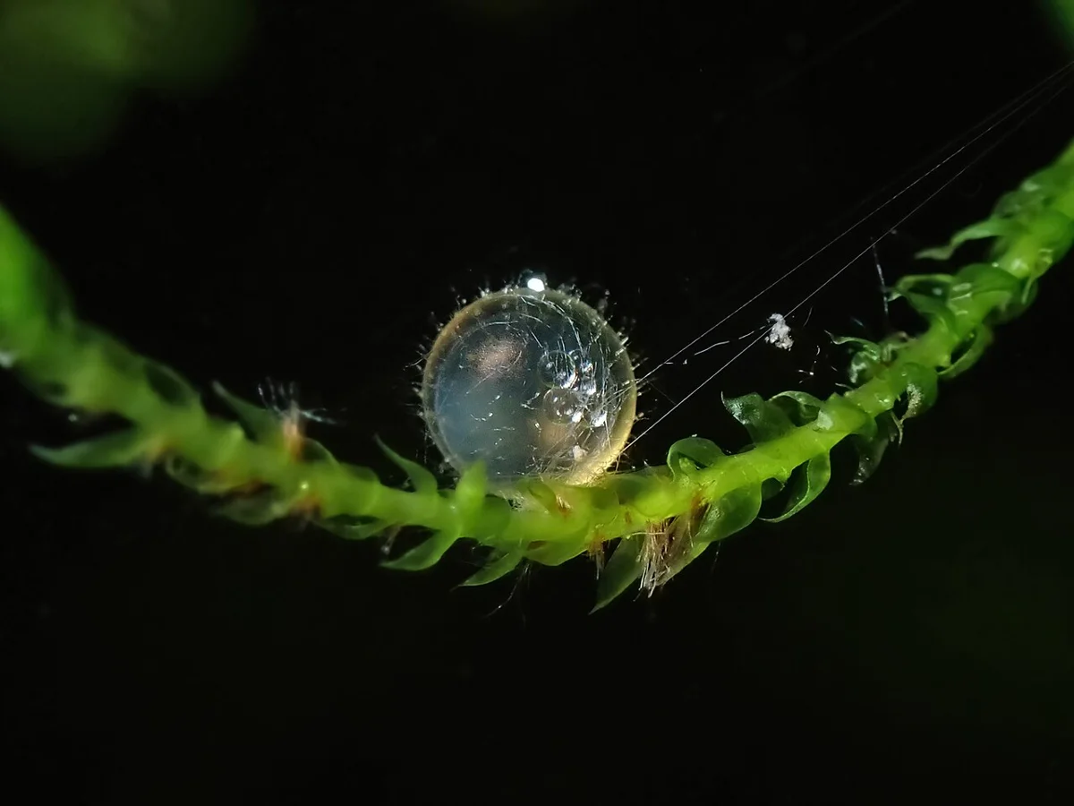 Single clear medaka egg with oil droplets and attachment threads resting on a moss stem