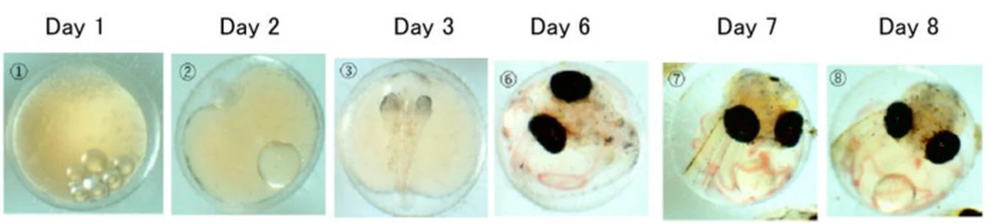 Six photos of medaka embryos from day 1 to day 8, showing oil droplets, the body axis, eye cups, dark eyes and blood vessels