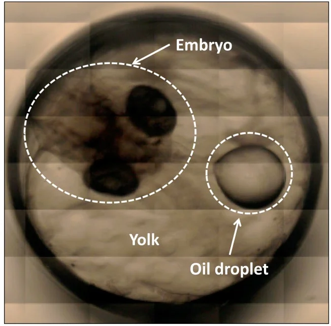 Medaka embryo inside its egg with dark eyes, yolk and one oil droplet labelled