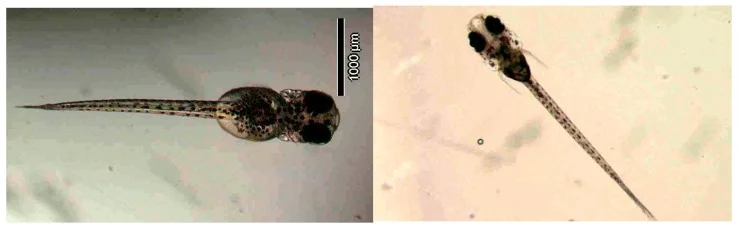 Top view of a 3-day-old and a 13-day-old medaka fry