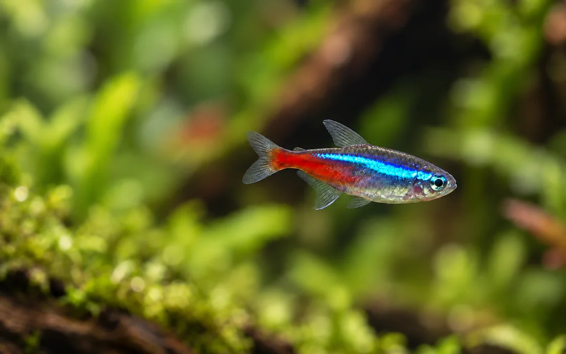 Neon tetra with a blue and red stripe in a planted aquarium