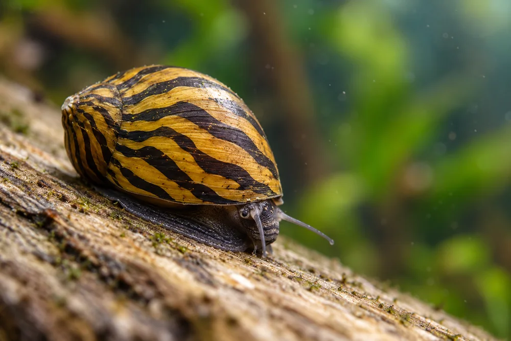 Nerite snail on aquarium glass