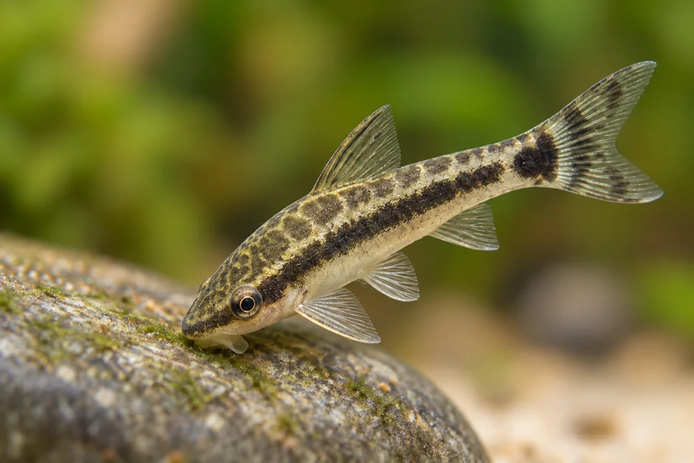 Otocinclus grazing on a smooth rock