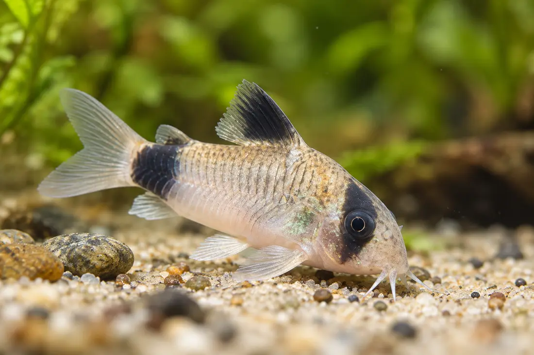Panda corydoras on sand with black eye and tail patches
