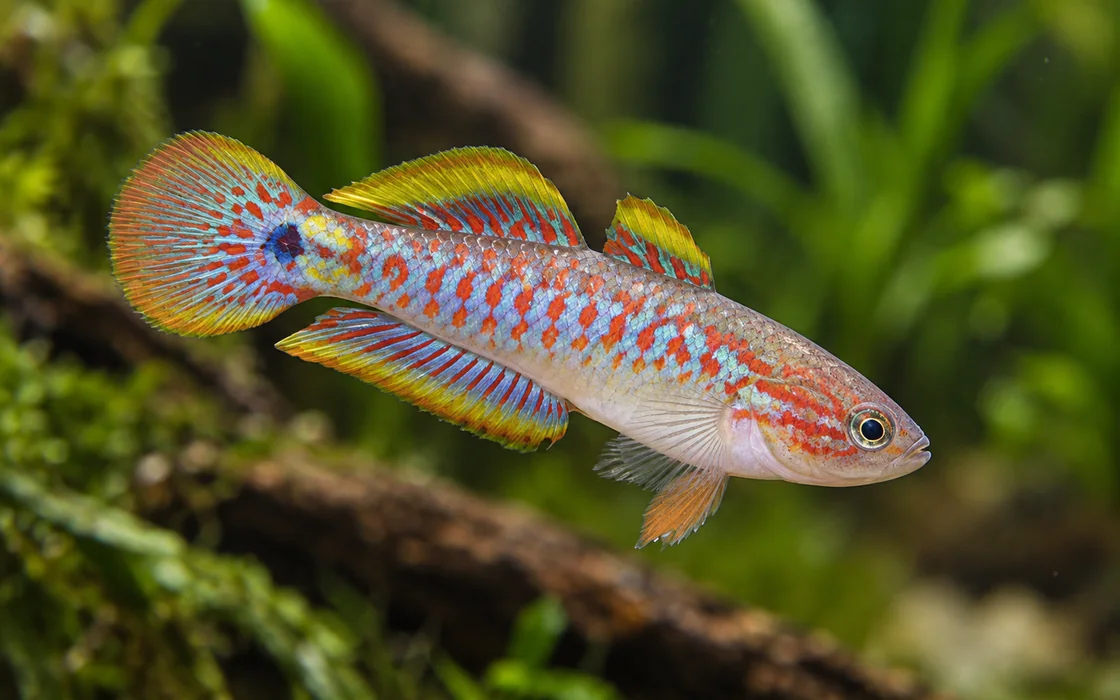 Peacock gudgeon with a blue and red patterned body
