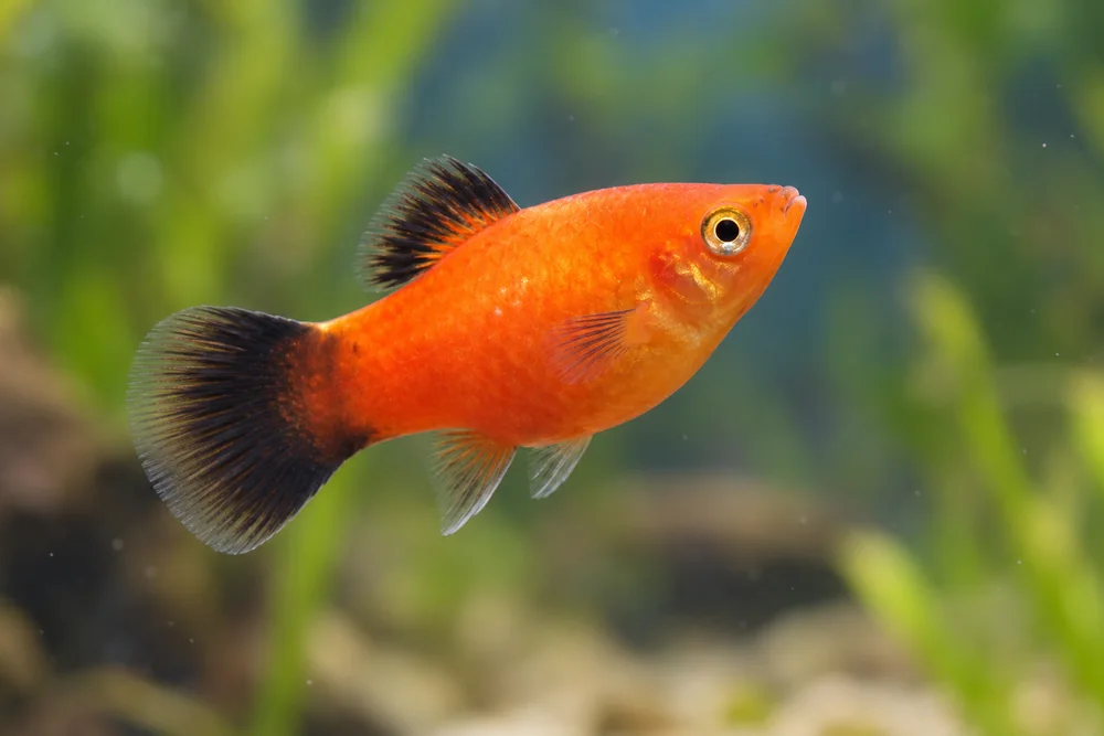 Platy swimming in a planted aquarium