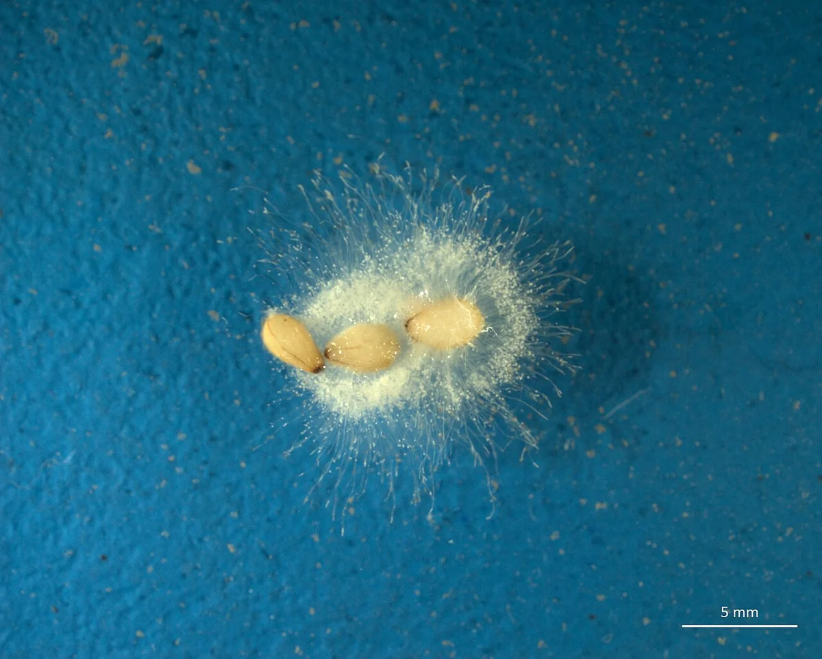 White cottony threads of Saprolegnia water mould radiating from sesame seeds