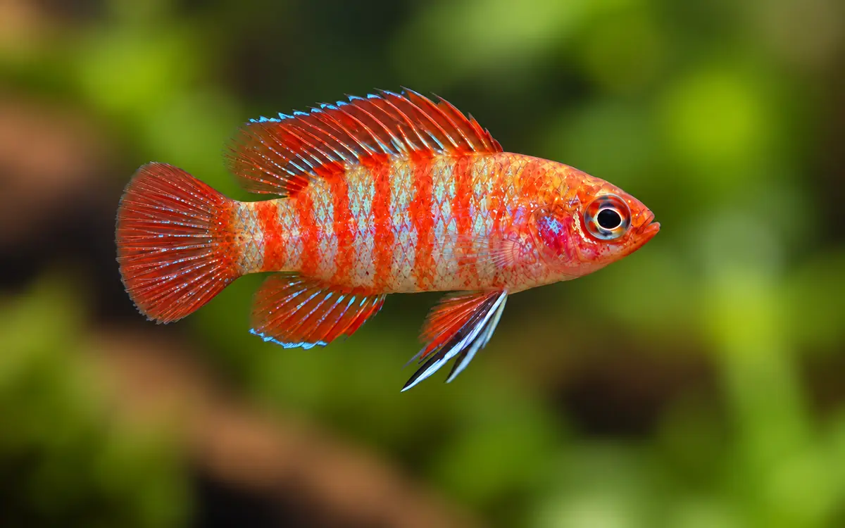 scarlet badis care guide