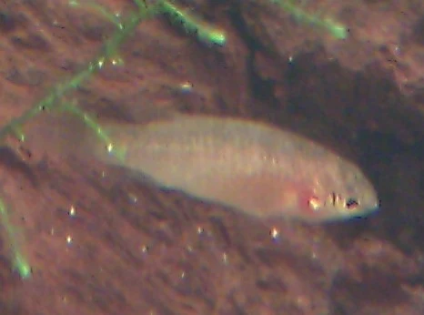 Female scarlet badis with subdued beige coloration and short translucent fins, scarlet badis female
