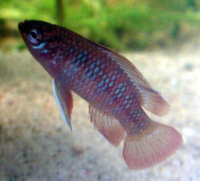 Male scarlet badis with red body and blue vertical bars, scarlet badis male vs female comparison